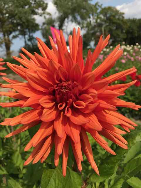 Autumn Orange