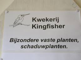 kingfisher
